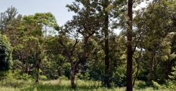 PRIME RESIDENTIAL PLOTS FOR SALE IN KITHOKA, MERU