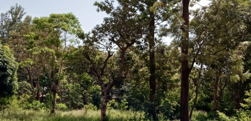 PRIME RESIDENTIAL PLOTS FOR SALE IN KITHOKA, MERU