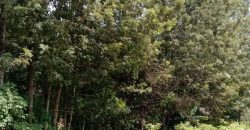 PRIME RESIDENTIAL PLOTS FOR SALE IN KITHOKA, MERU