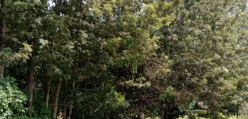 PRIME RESIDENTIAL PLOTS FOR SALE IN KITHOKA, MERU