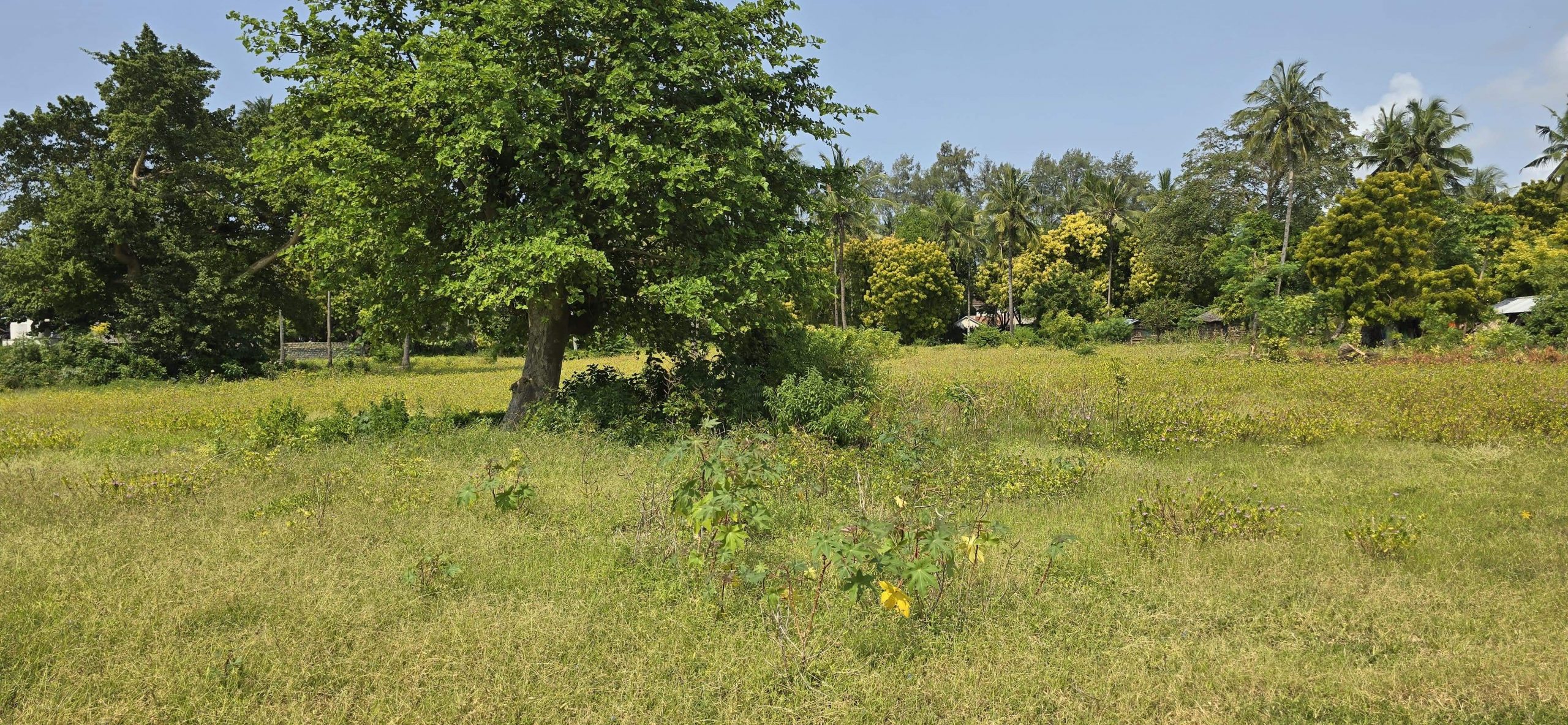 0.24 Acre Beach Plot for Sale in Kikambala | 2nd Row to the Beach with Ocean Views